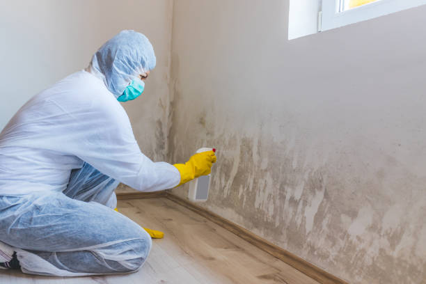 Licensed Black Mold Remediation service in Riverview, MI - Car Mold Remediation