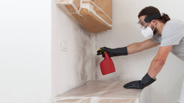 Professional Black Mold Remediation technician working in Riverview, MI