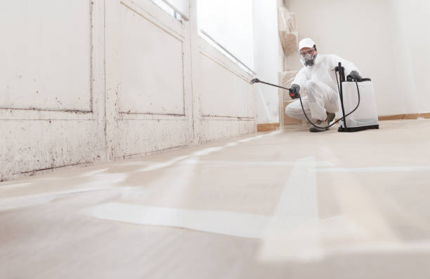 24/7 Emergency Black Mold Remediation experts in Riverview, MI