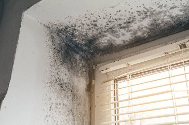 Affordable Black Mold Remediation solutions in Riverview, MI
